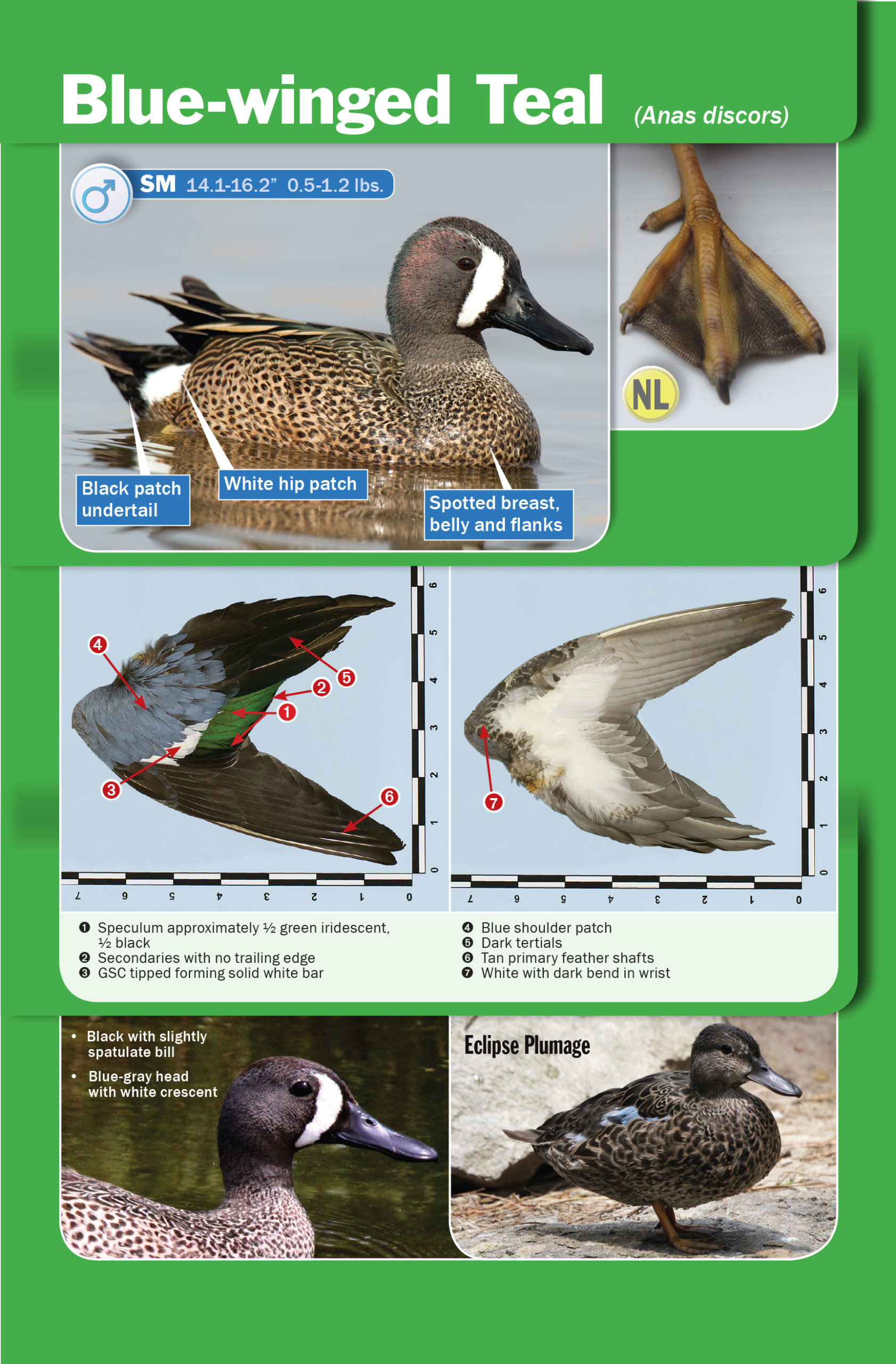 blue winged teal duck ID book Delta
