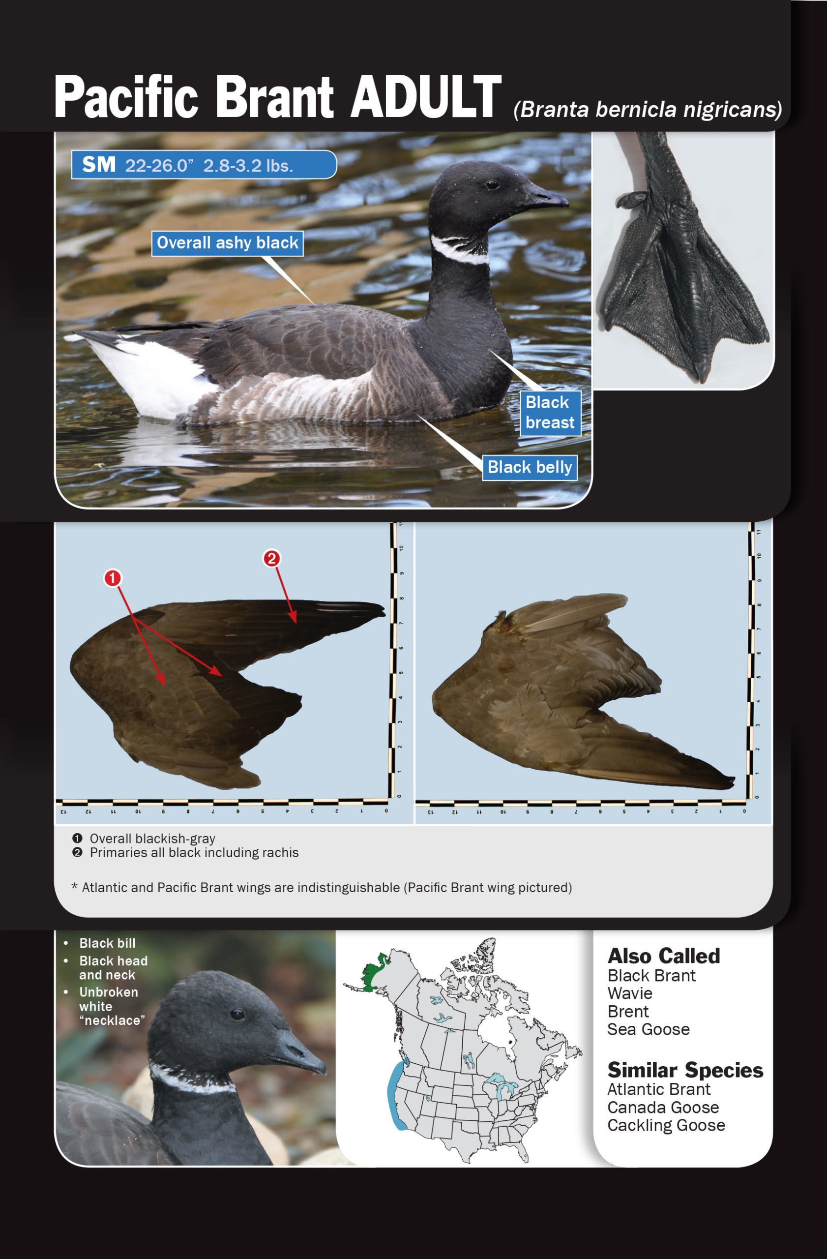 brant adult waterfowl id book Delta