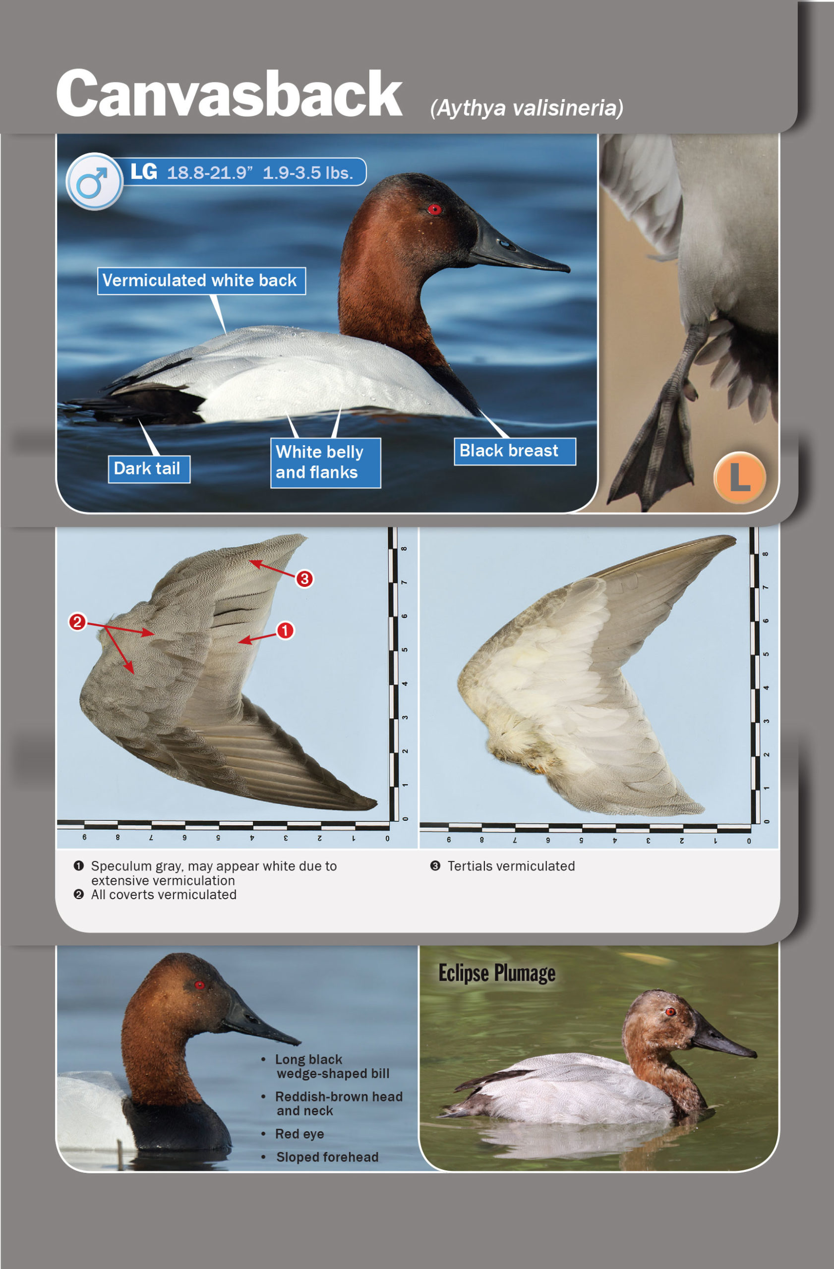 canvasback duck id book Delta
