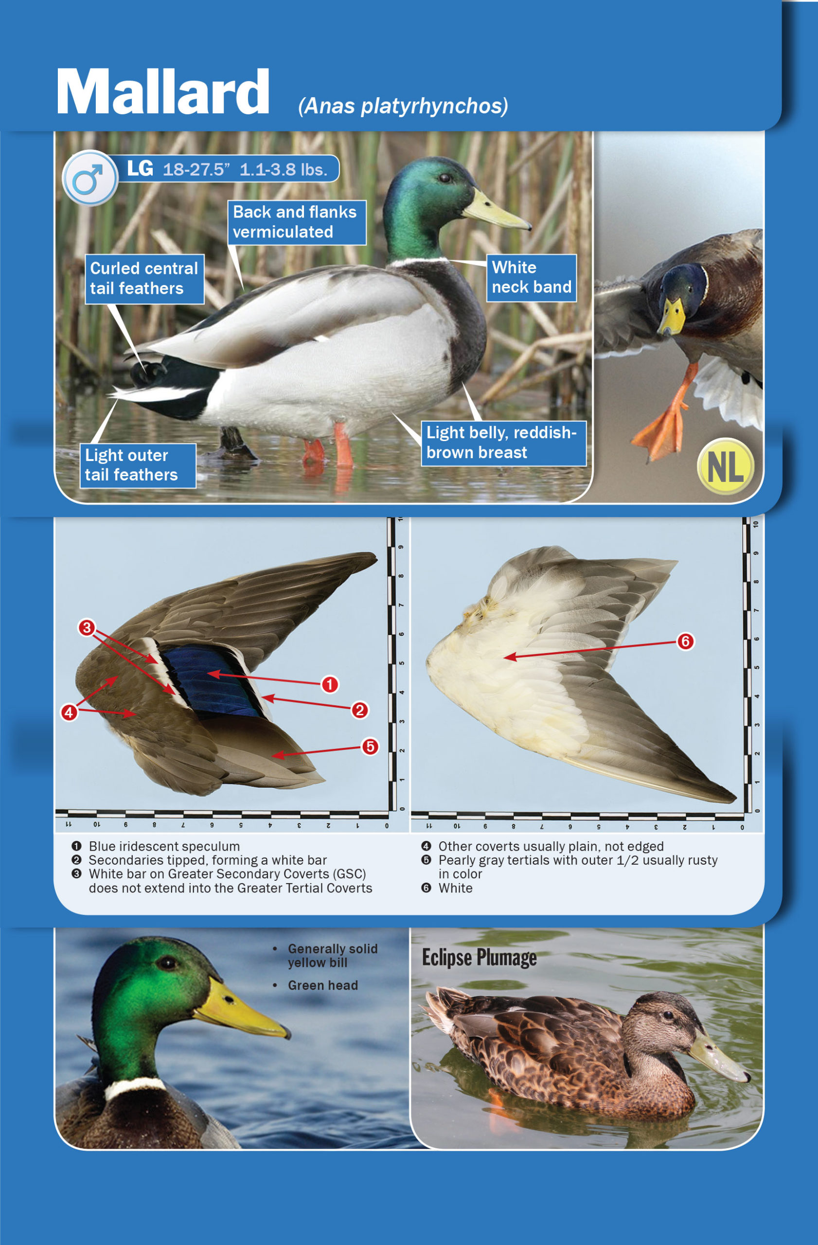 Mallard male duck ID book what duck is this