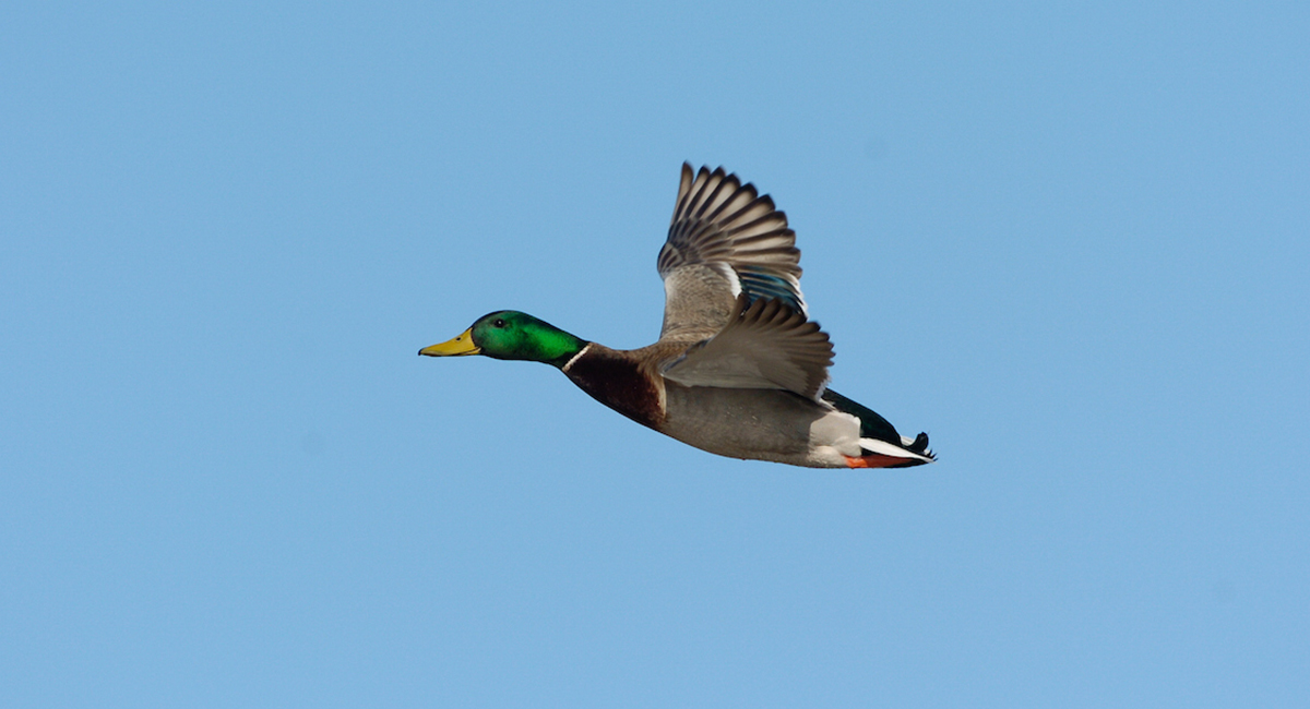 Mallard Duckling Age Chart