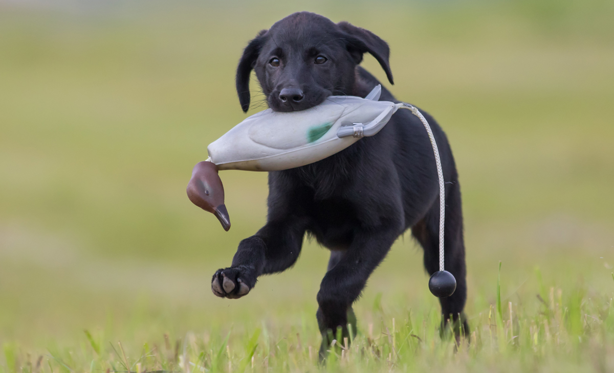 duck hunting dog breeds