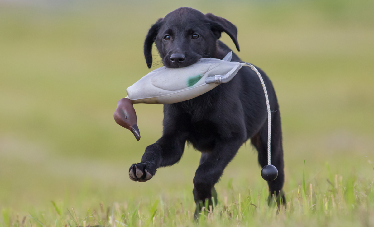 small duck hunting dogs