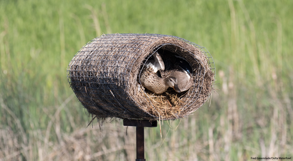 Build Your Own Hen House Plans