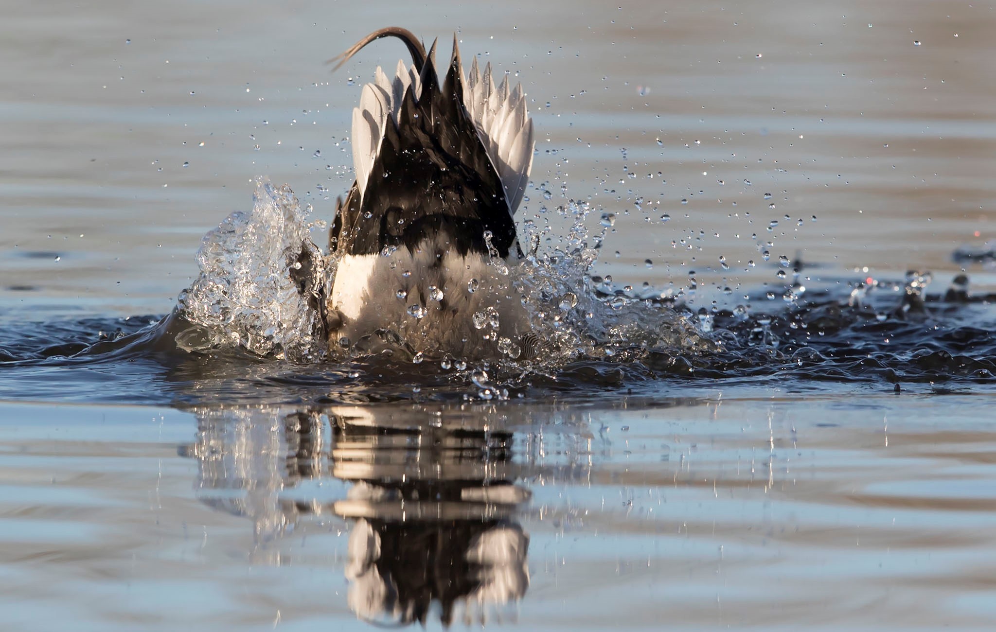 Northern Pintails - Delta Waterfowl