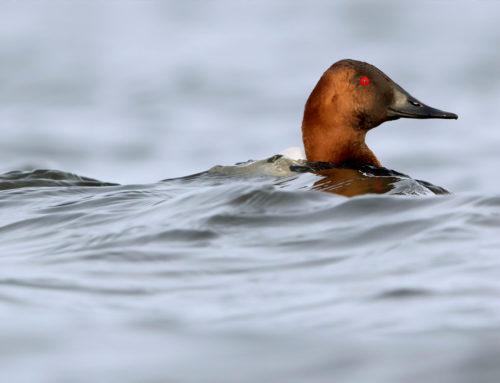 Canvasback Photo Gallery