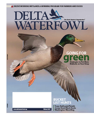 Winter Issue Highlights Mallard Hunting, Wetland Conservation – Delta ...