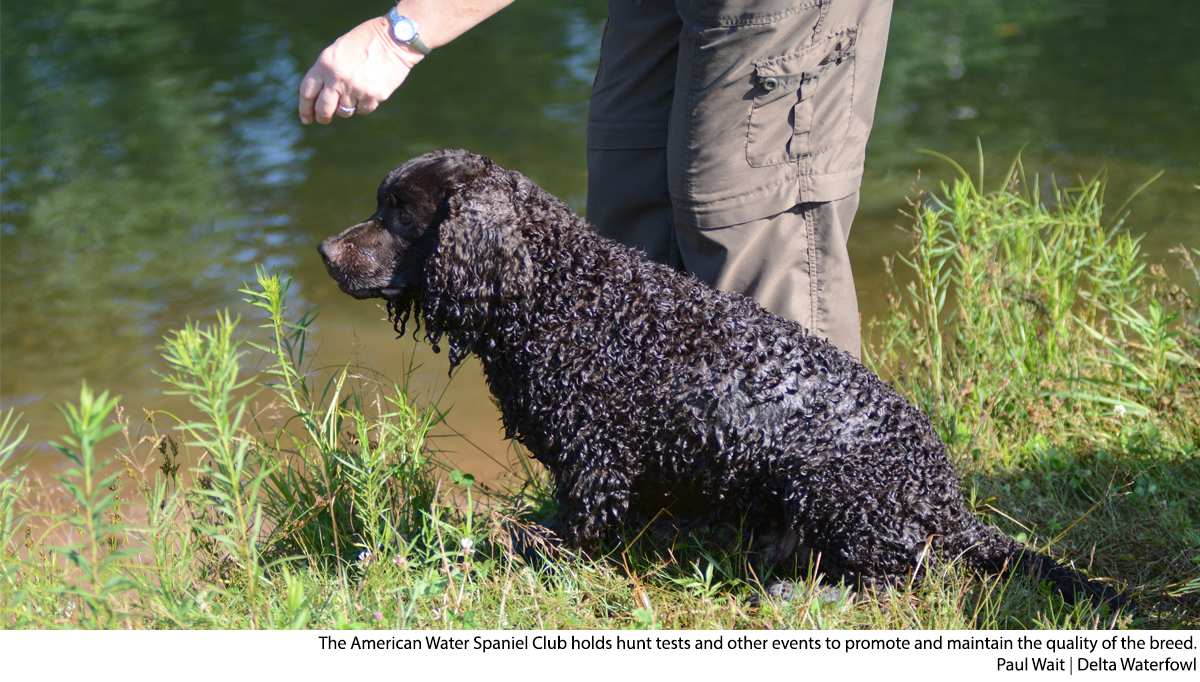 water hunting dog breeds