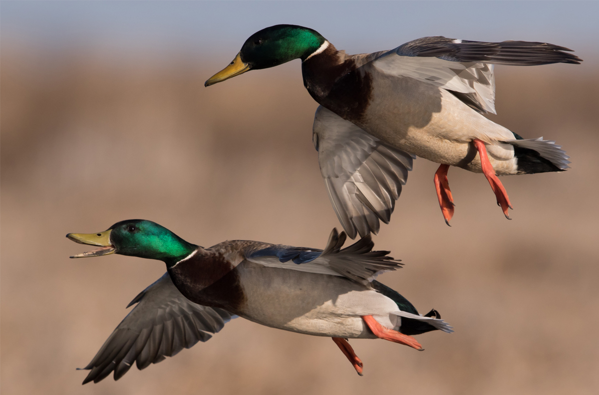 Mallard Wikipedia