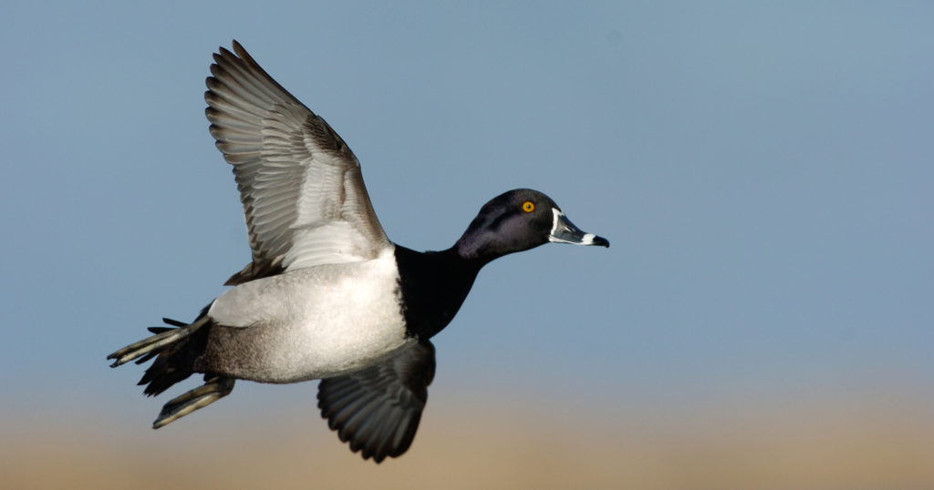 Ducks Decline in Eastern Survey Area - Delta Waterfowl