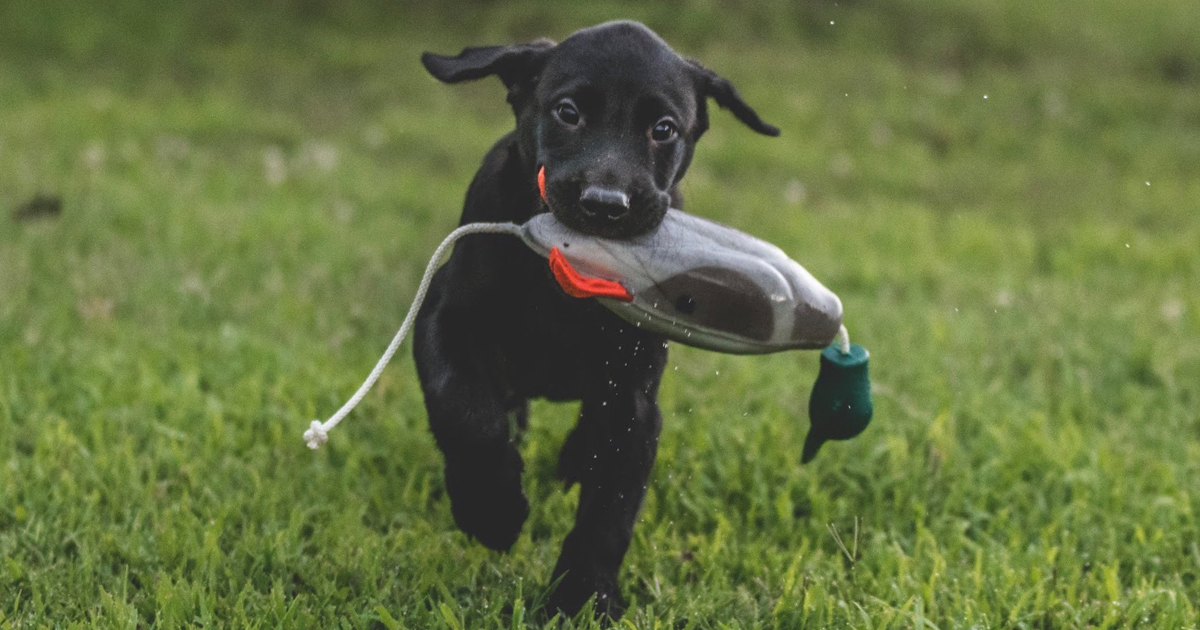 Duck Dog Tip Of The Week Introducing Your Pup To Training Dummy Delta Waterfowl