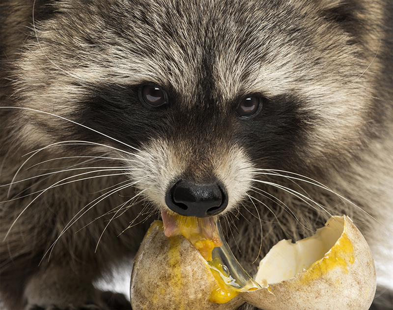 Close-up of a Racoon, Procyon Iotor, eating an egg