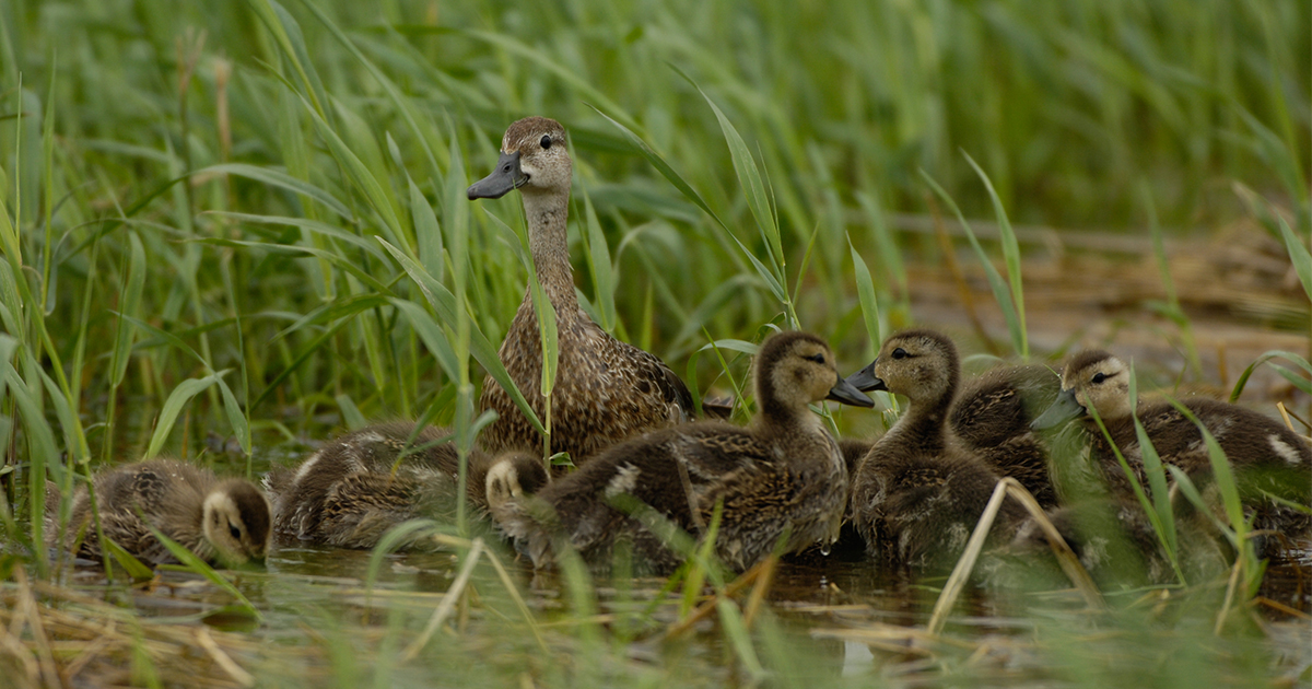 A mother duck and ducklings are seen in tall grass.