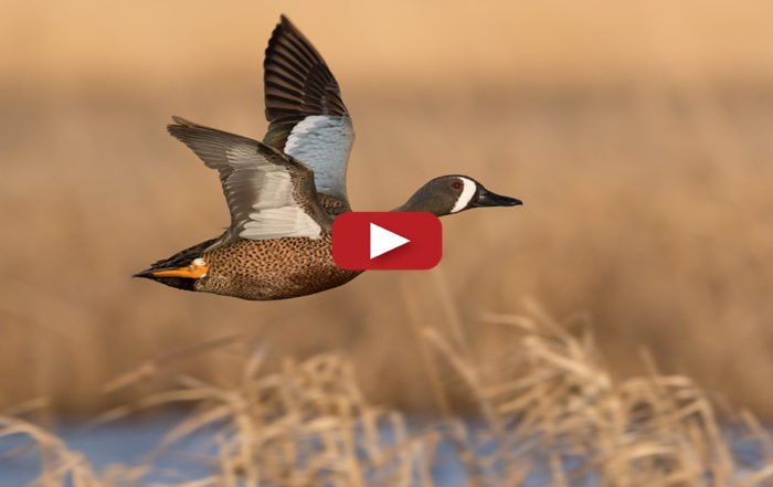 Migration Updates – Delta Waterfowl