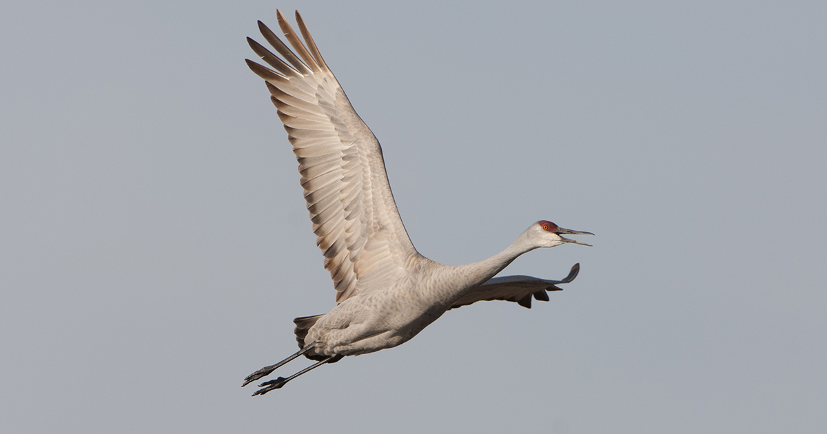 Historic Sandhill Crane Season on Deck for Alabama – Delta Waterfowl