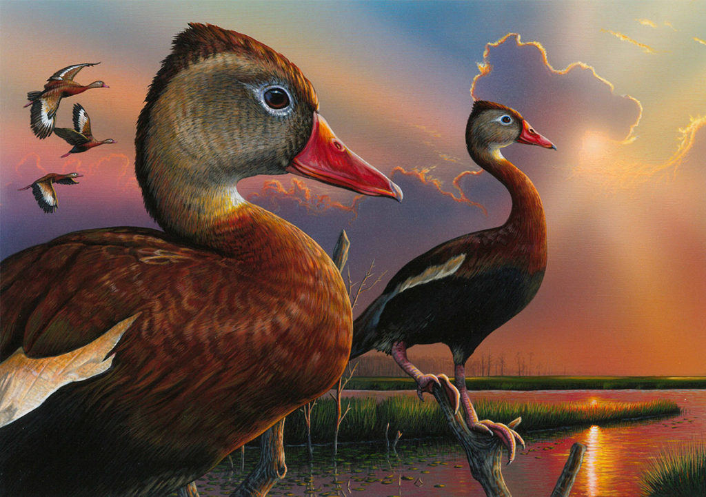 2024 National Junior Duck Stamp Contest Susie Clarette