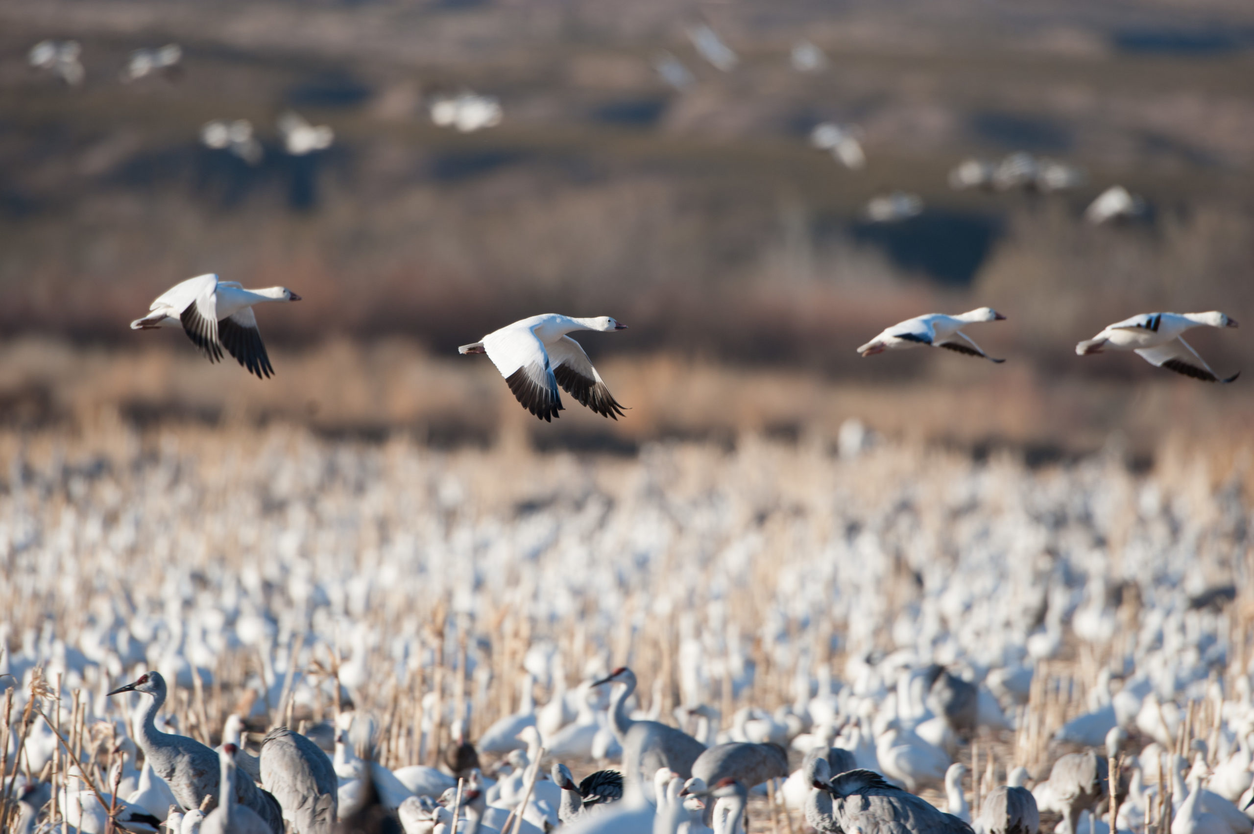 snow geese cranes and other waterfowl