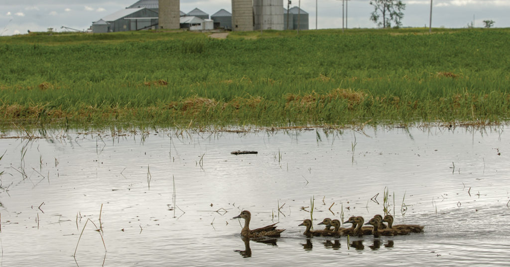 Habitat Conservation – Delta Waterfowl