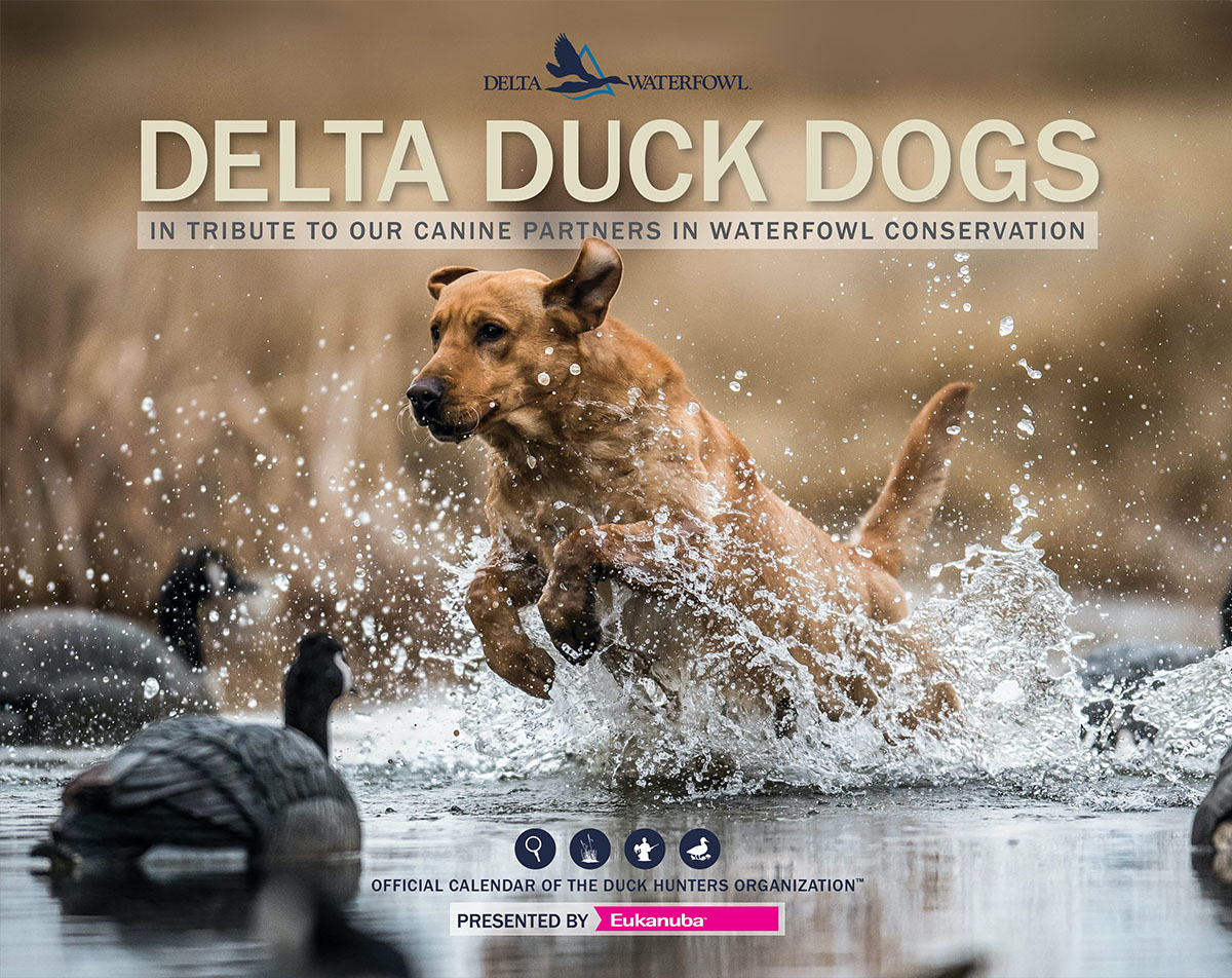 Announcing the Delta Duck Dog Calendar and Photo Contest Delta Waterfowl