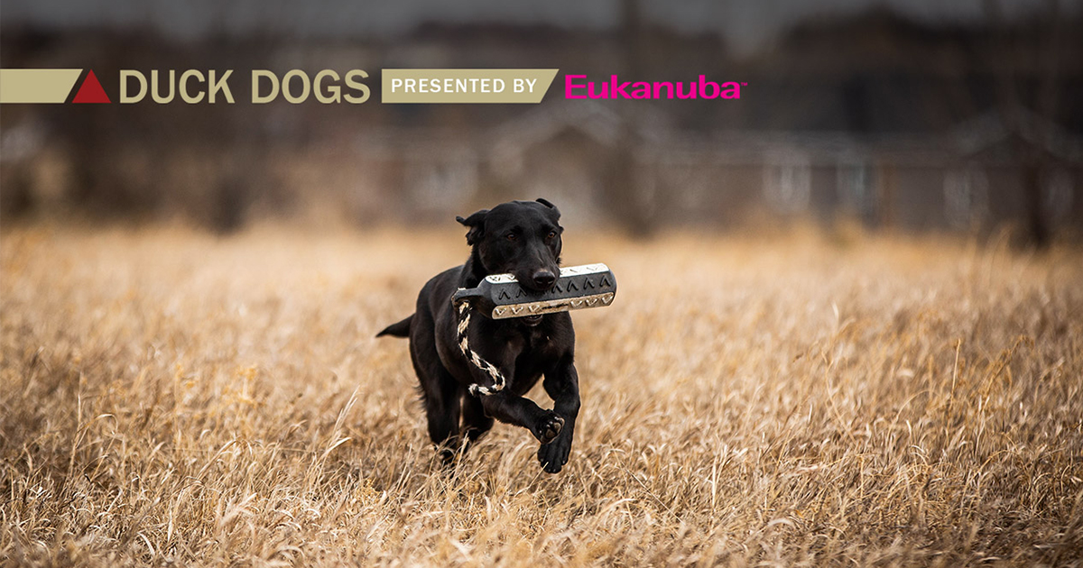 Delta Duck Dog tip of the week presented by Eukanuba shows a black lab retrieving a training toy