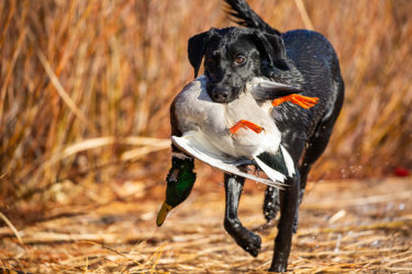 black lab and mallard duck positive