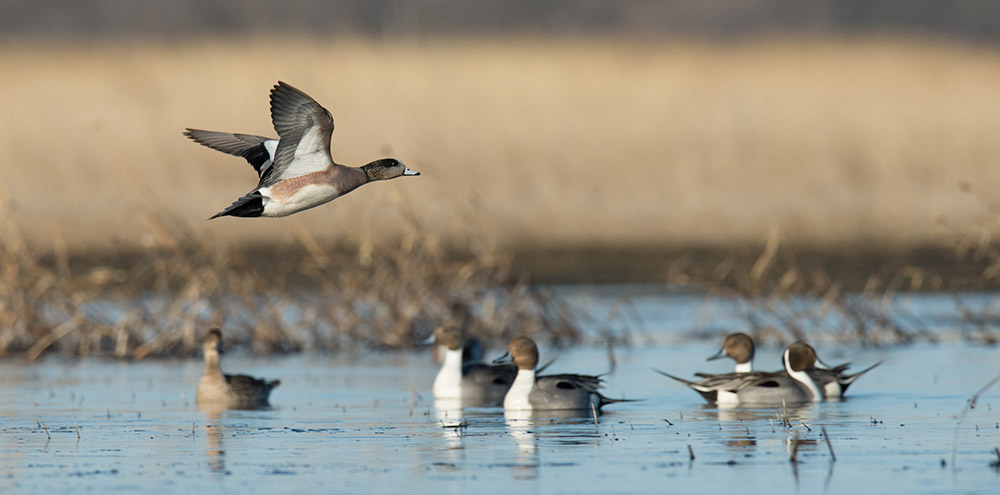 Lower Mississippi Flyway Dabbler Tracking – Delta Waterfowl