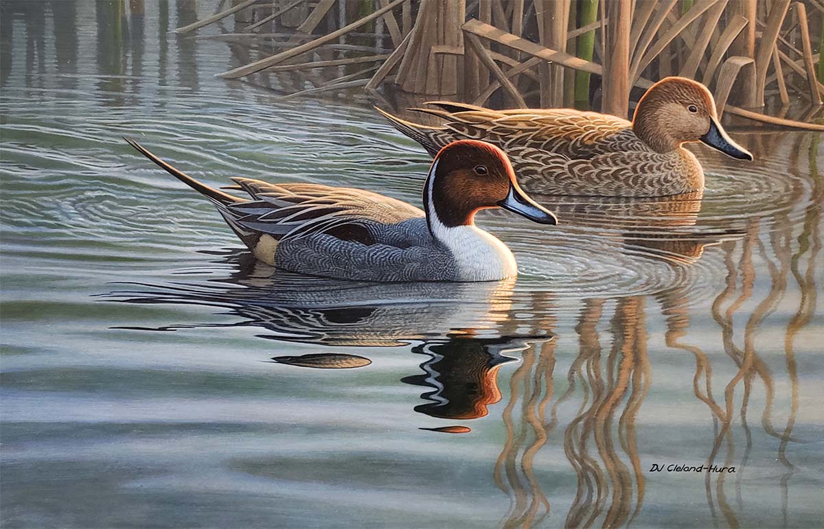 Buy a Duck Stamp, Win a Classic Waterfowl Book! - Delta ...