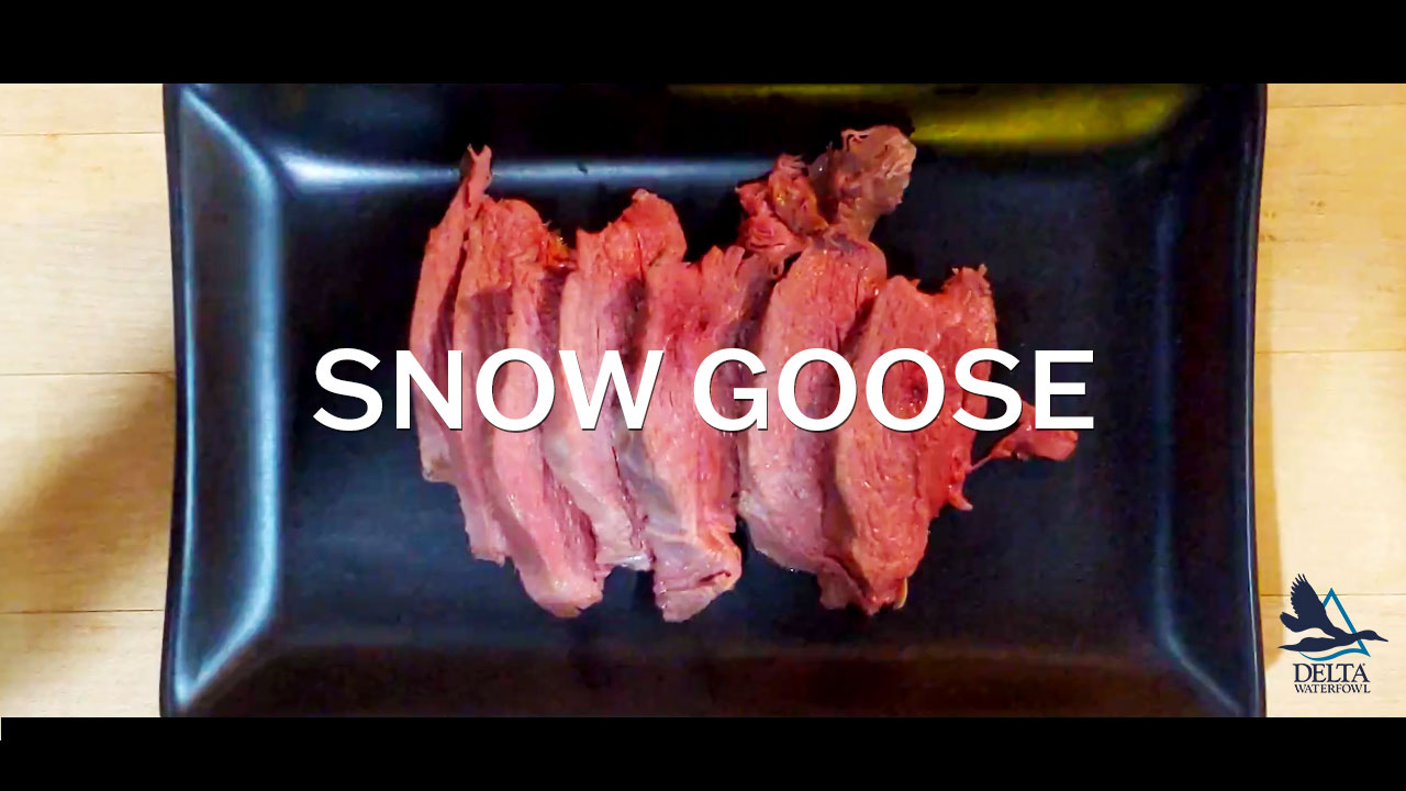 Snow goose sous vide