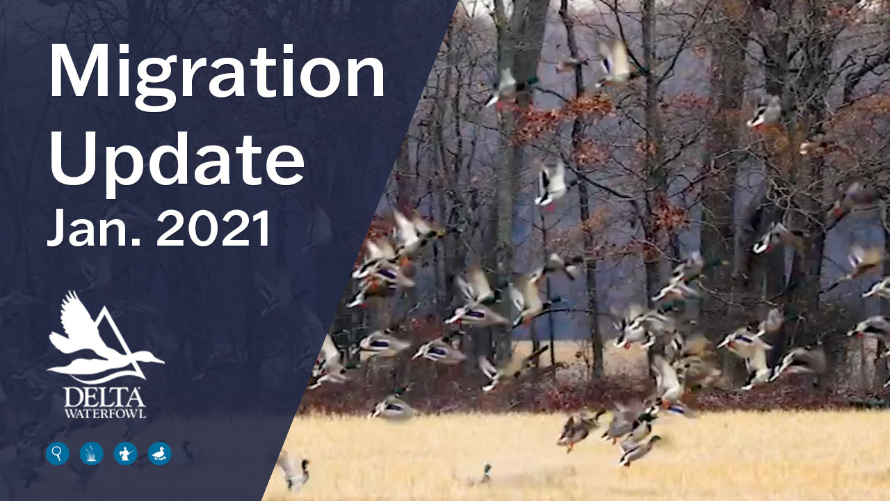 January 2021 migration update