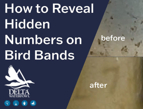 How to Reveal Hidden Numbers on Banded Birds