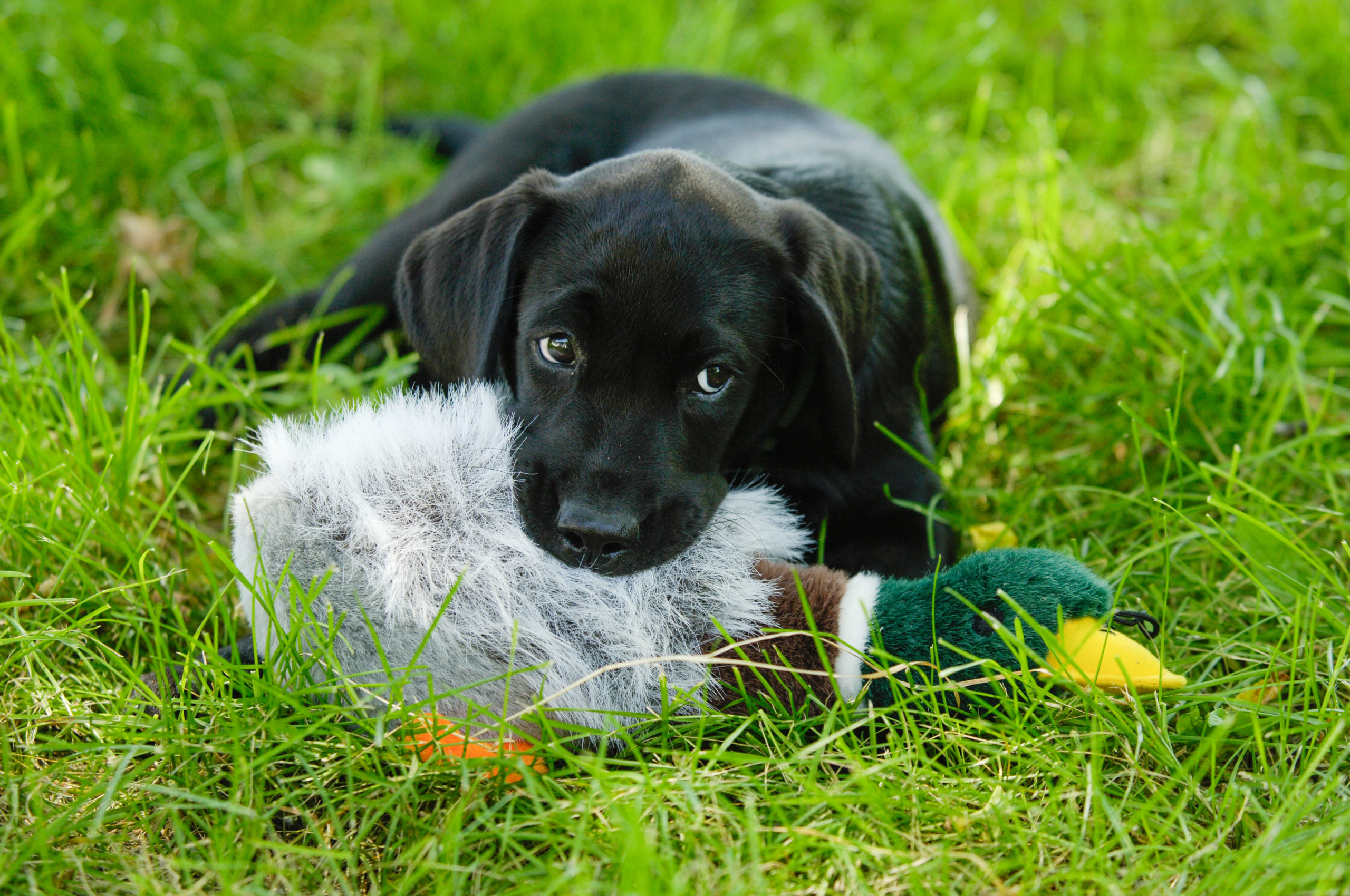 lab puppy with a duck toy looking adorable