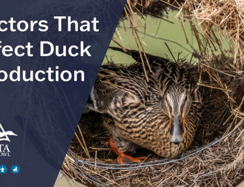 Factors that affect Duck Production