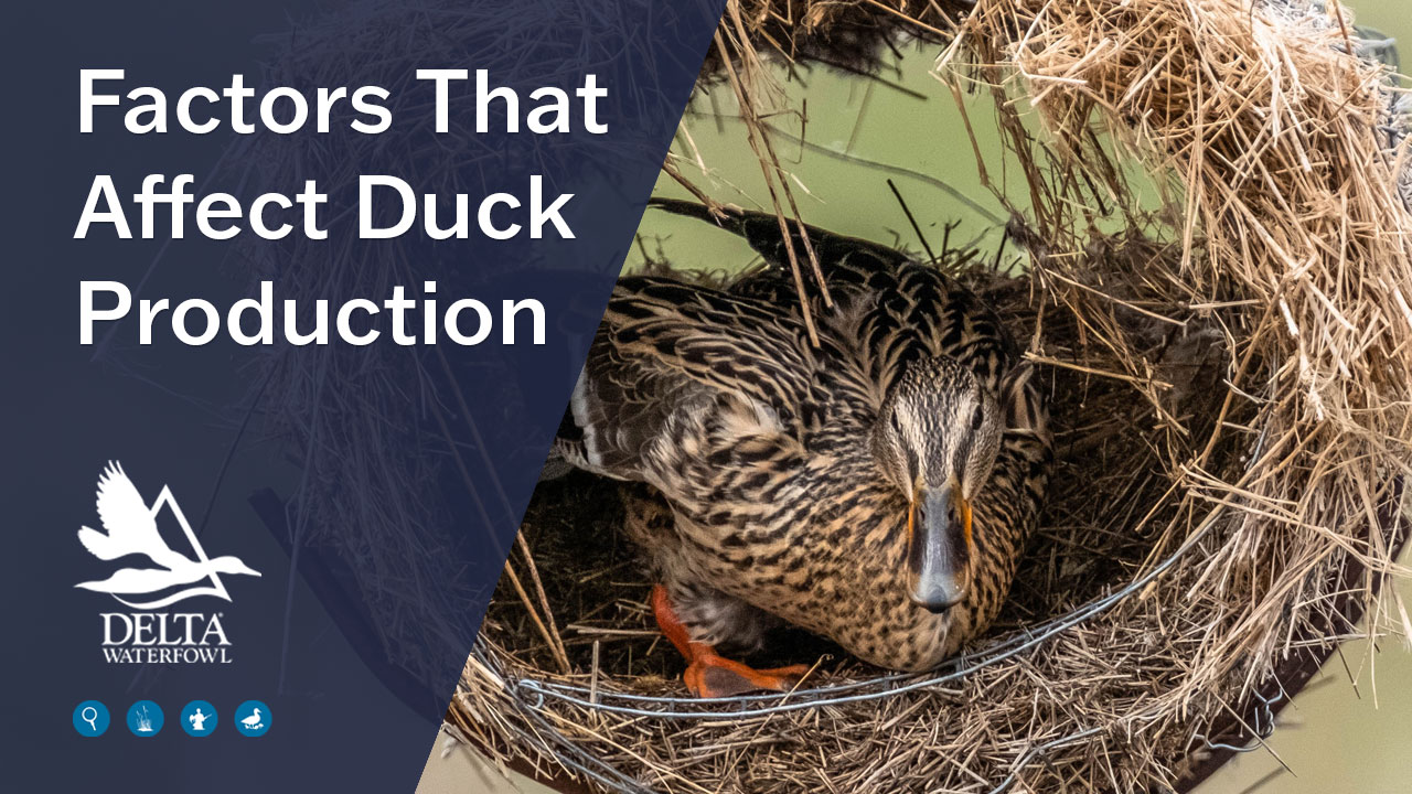 factors that affect duck production