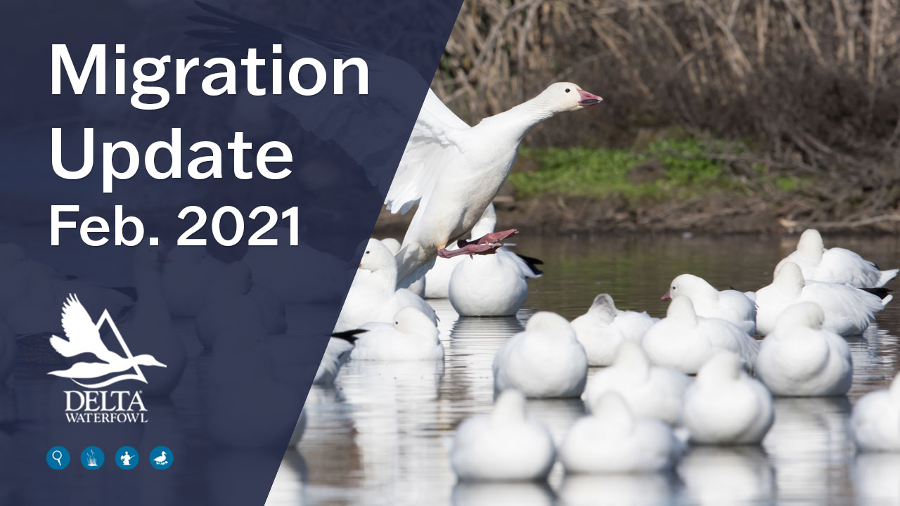 Migration update feb 2021 from Delta Waterfowl