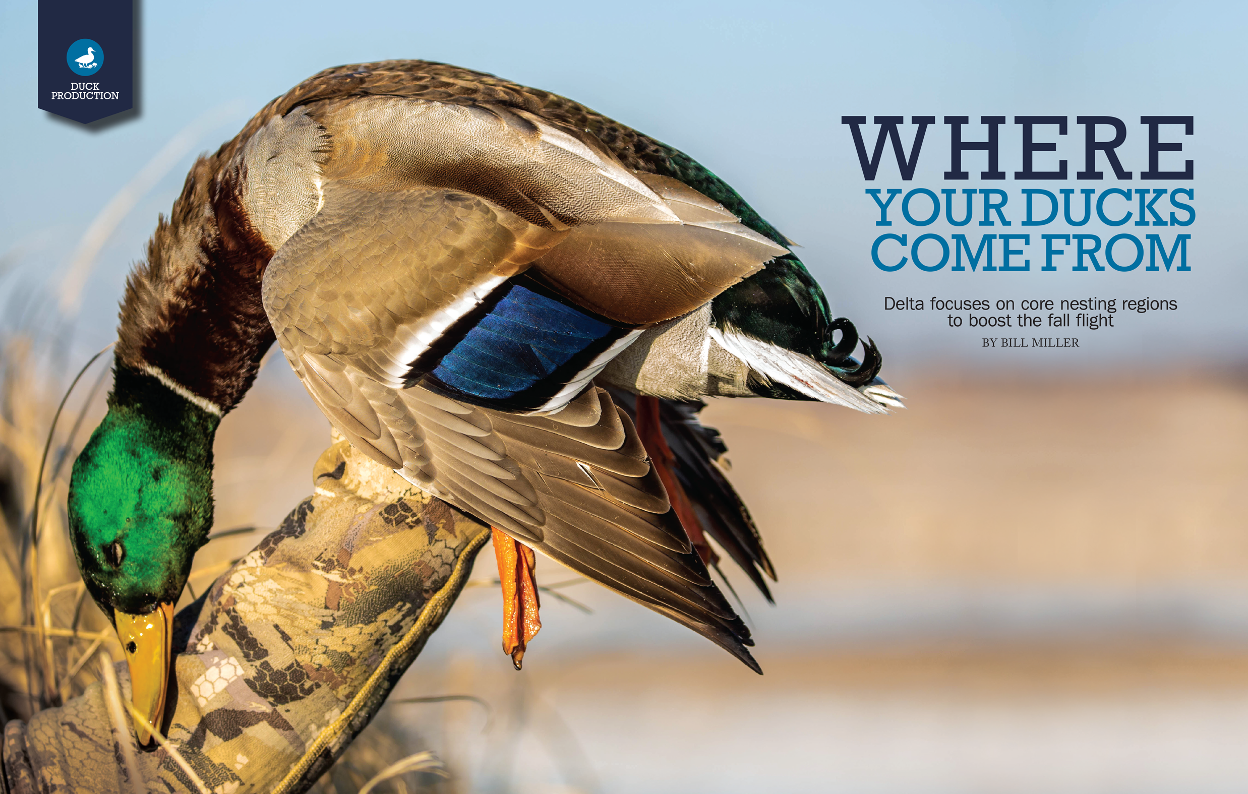 where do your ducks come from? Mallard drake in the hand of a hunter