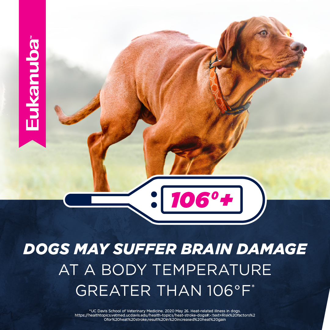 what is HRI? can dogs get brain damage with heat stroke? Get the facts.