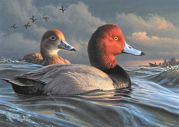 new duck stamp by Delta Member