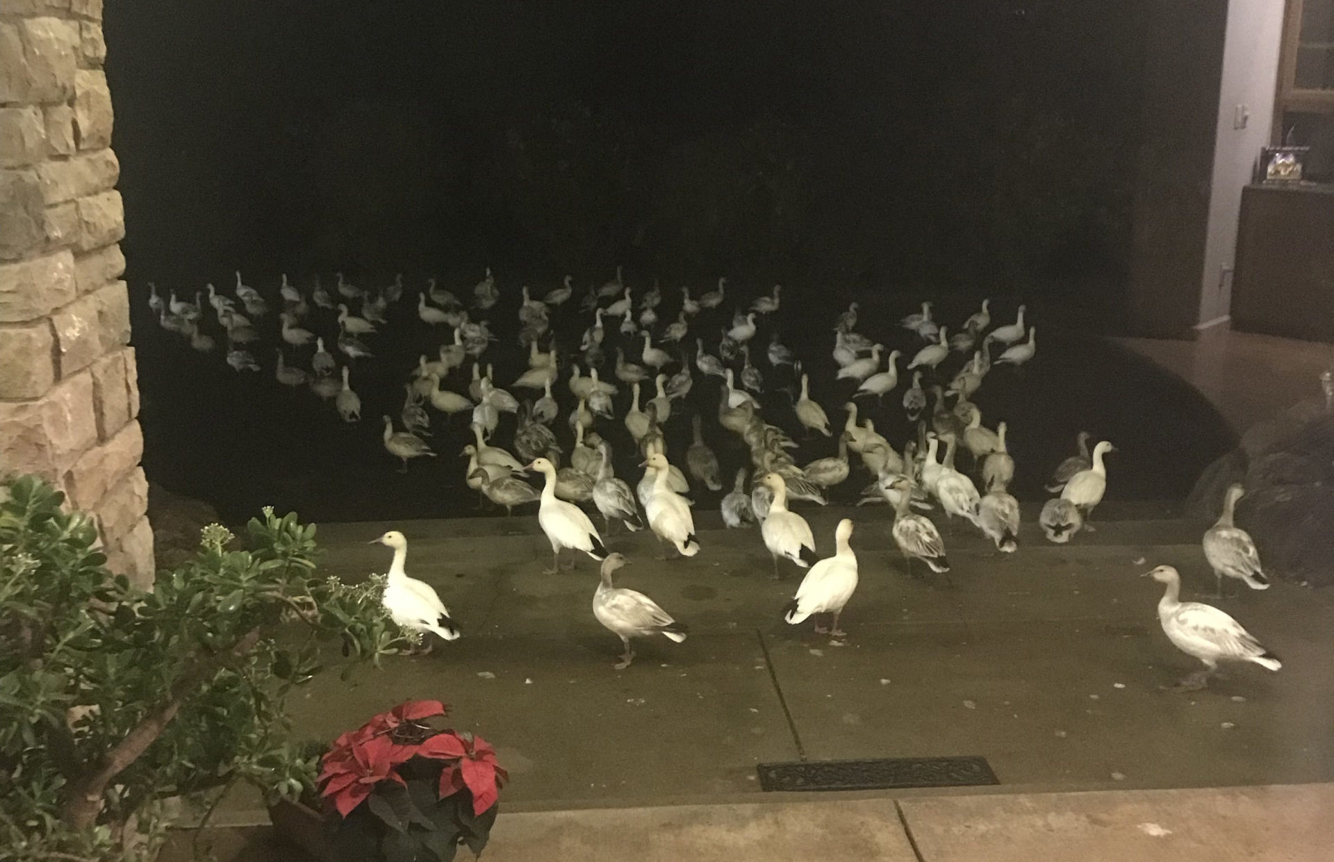 snow geese flock crash into house