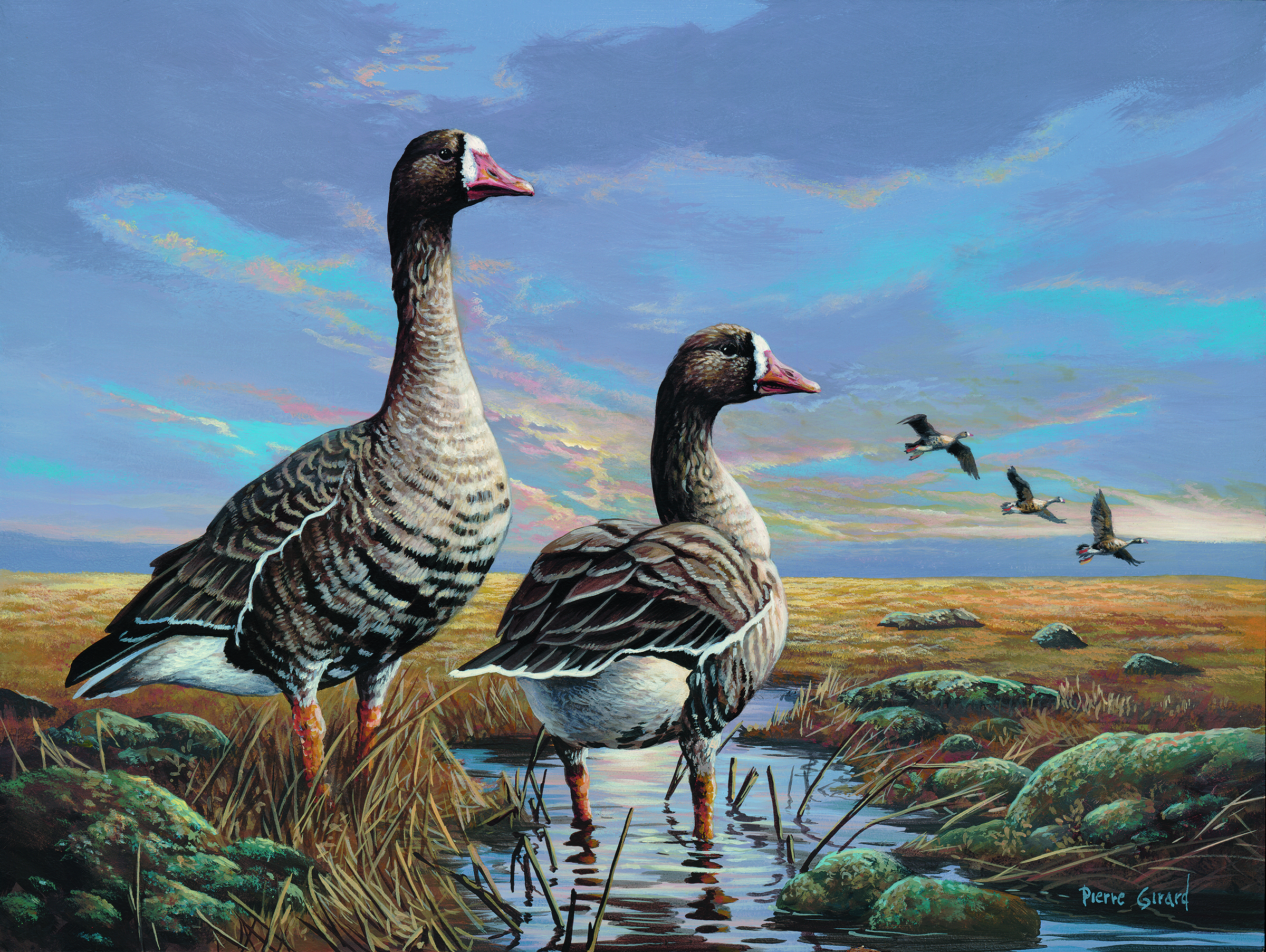 2022 Canadian duck stamp features white fronted geese