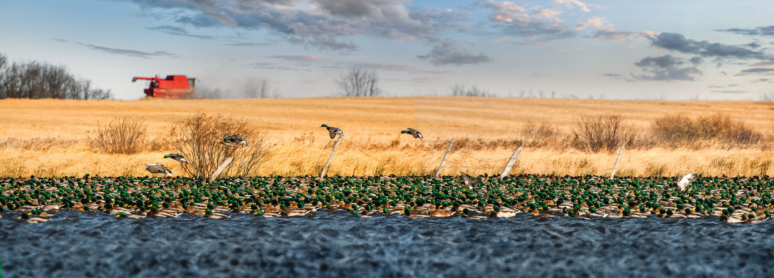 Million Duck Campaign Banner