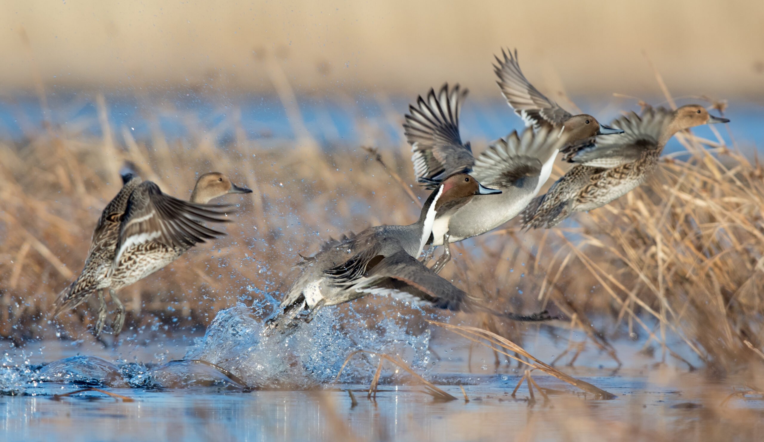 A group of pintails take flight in a marsh.