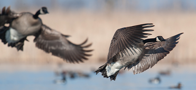 Exciting seasons ahead for East Coast and West Coast goose hunters