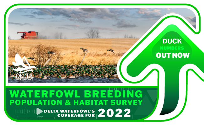 duck waterfowl breeding population survey numbers out now. See maps and the latest numbers at Delta Waterfowl