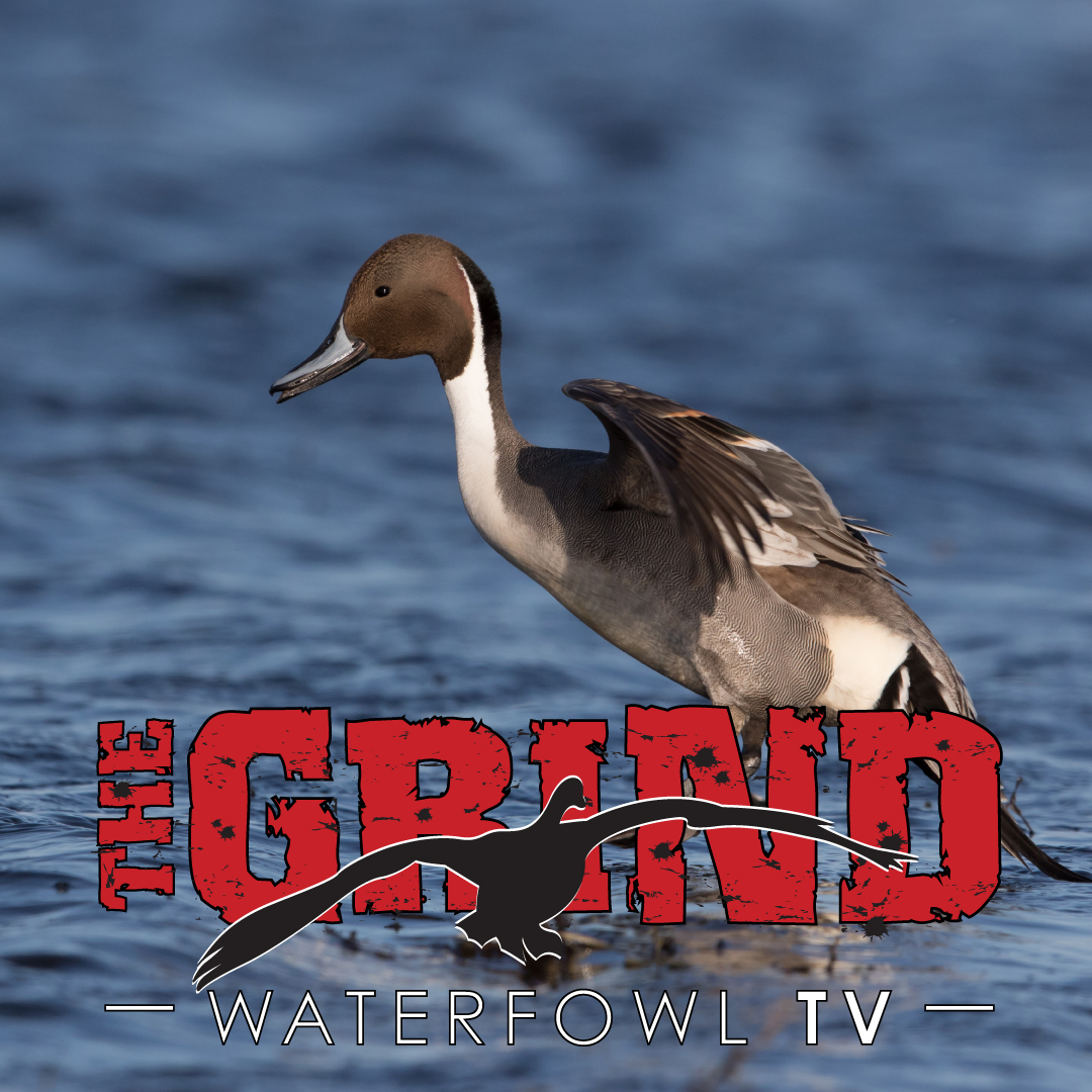 An image of a pintail duck and the Grind Waterfowl TV announce the collaboration of The Grind and Delta Waterfowl