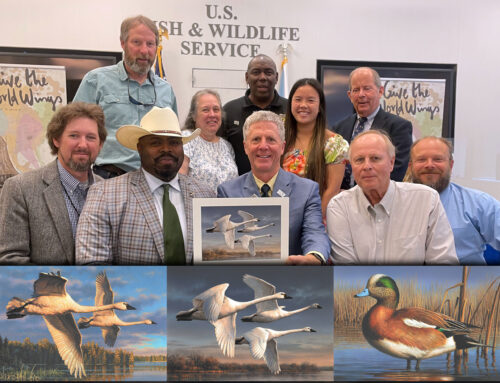 Joseph Hautman Wins Federal Duck Stamp Art Contest