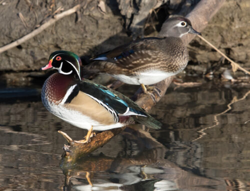 Wildlife Habitat Canada Grants Support Delta Waterfowl Duck Production and HunteR3 Programs