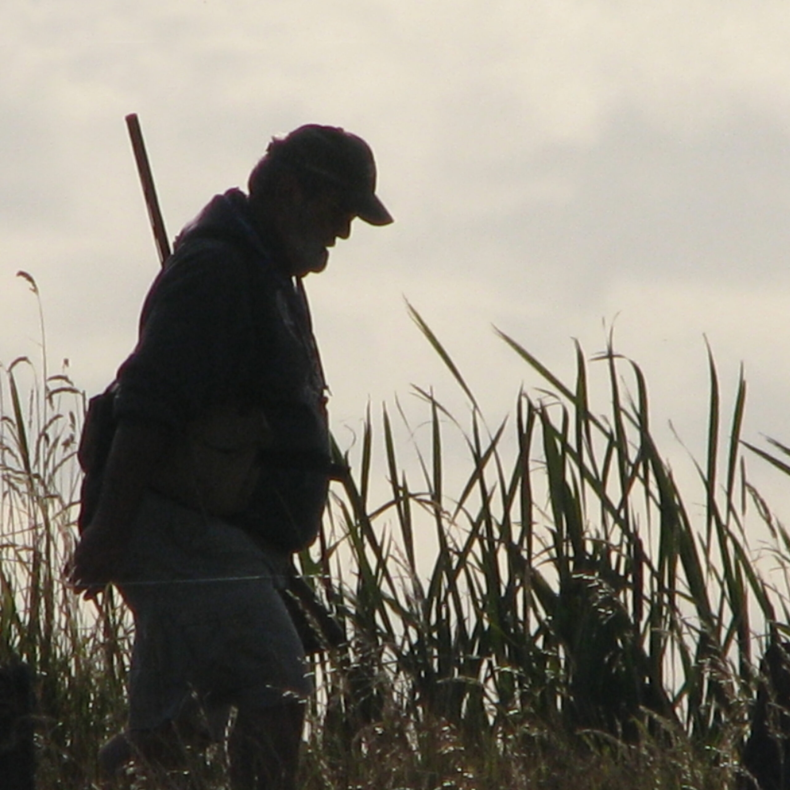 A lone hunter walks in a field. The USFWS reports fewer hunters, less ducks taken in 2021-2022 season.