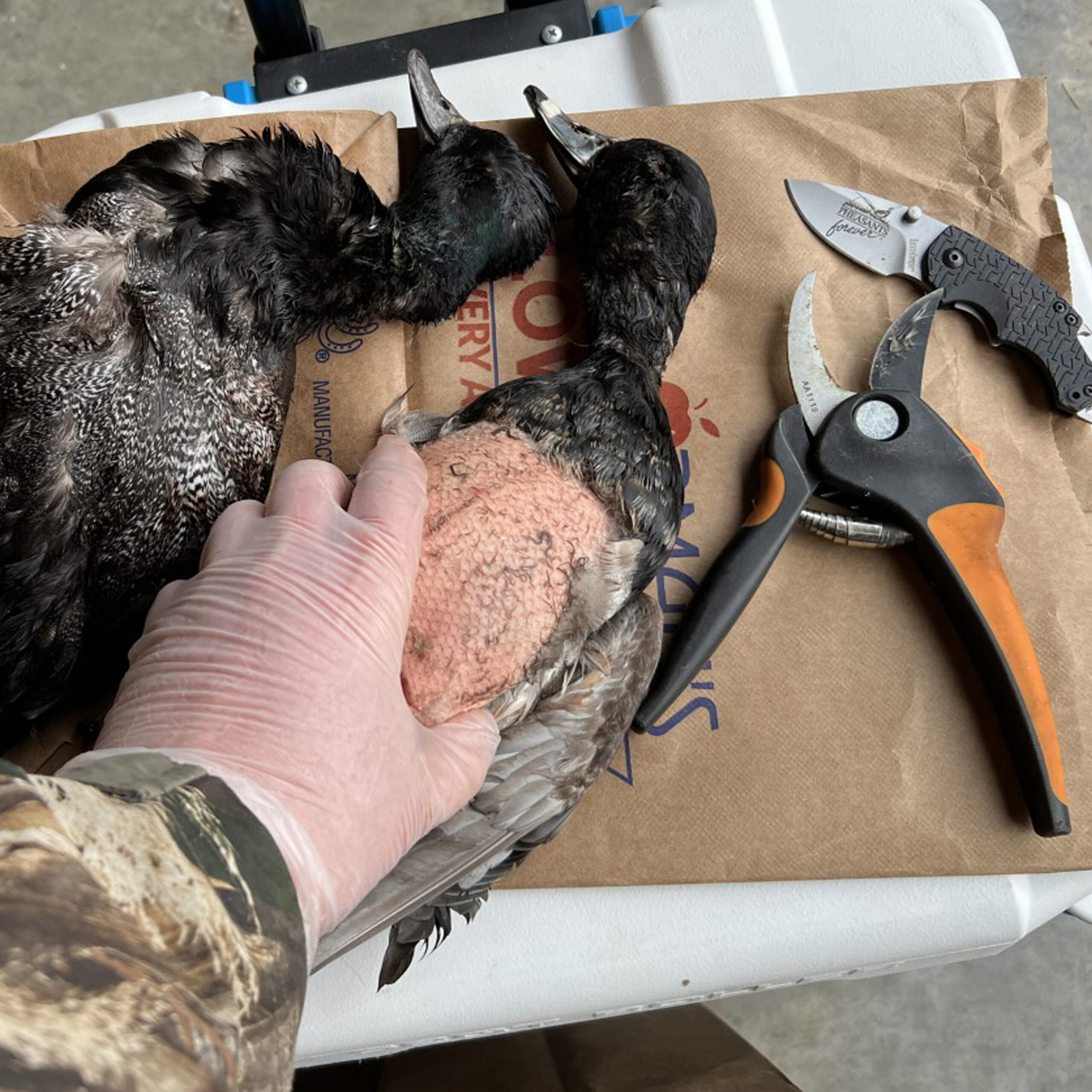 According to the U.S. Department of Agriculture Animal and Plant Health Inspection Service, HPAI has been confirmed in 4,238 wild birds in the United States. Hunters cautioned to avoid contact with sick birds.