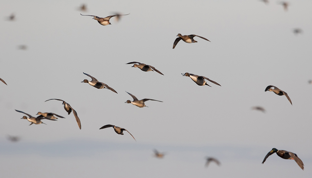 A flock of ducks, including pintails and mallards, flies through a grey sky.