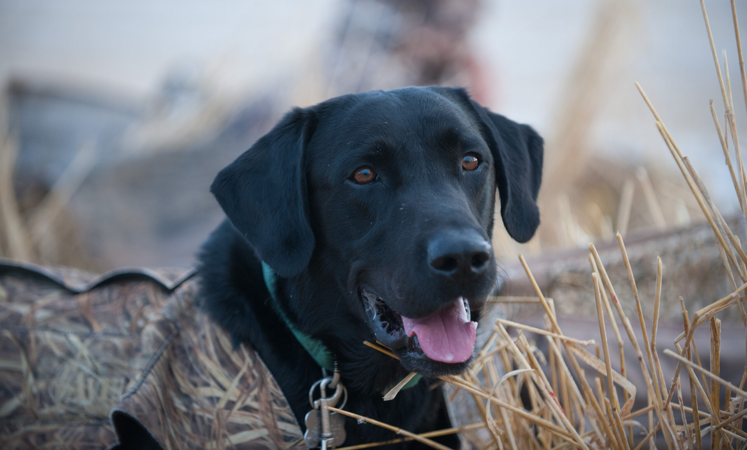 A hunting dog can be seen in a field wearing a protective vest.